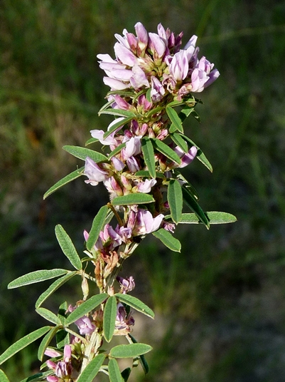 {Lespedeza virginica}